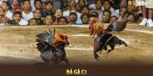 Đá Gà C1 Tại 33WIN - Thu Nhỏ Sân Chơi Đẳng Cấp Trong Tầm Tay  2 Ảnh Đại Diện ĐÁ Gà C1 33WIN