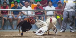 Đá Gà Trực Tiếp - Thưởng Thức Thi Đấu Đỉnh Cao Mỗi Ngày 3 Ảnh Đại Diện Đá Gà Trực TIếp